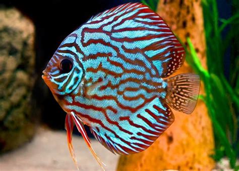 Discus Fish for Sale .
